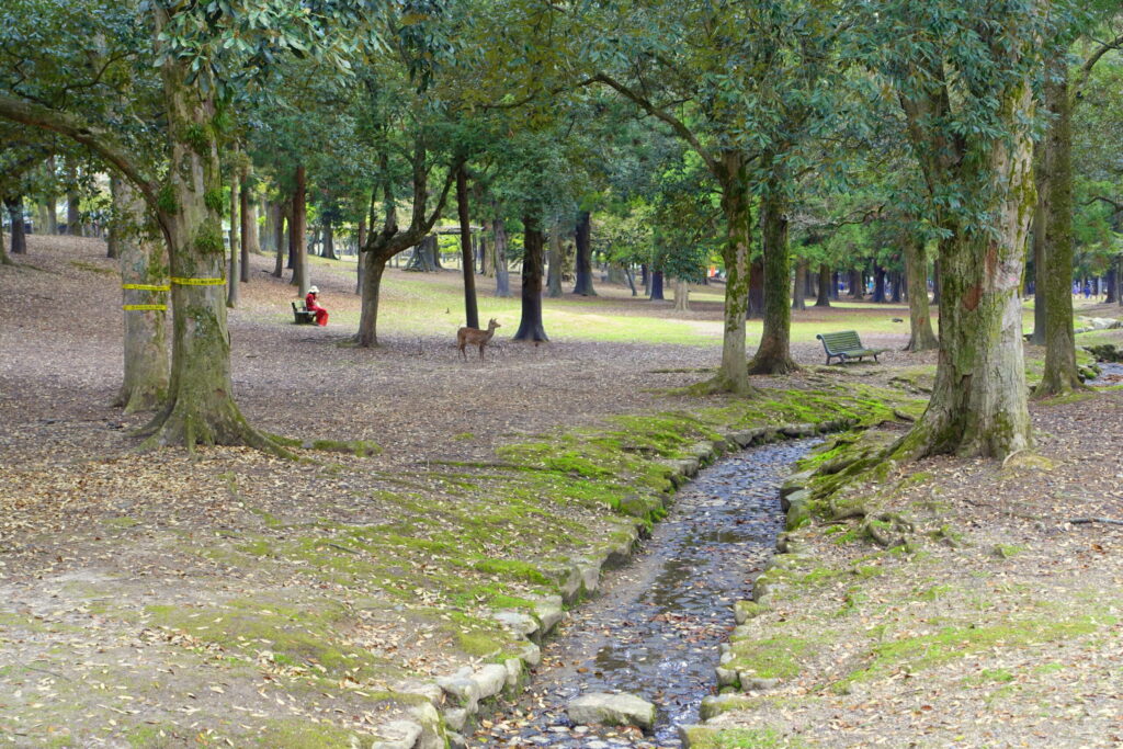奈良公園の朝を起点に歩く